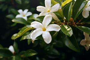 selektiv fokuserade vit jasmin på grön blad bakgrund. ai genererad. foto