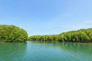 mangrove skog på koh tarutao, thailand foto