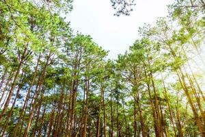 pinus kesiya skog i thailand foto