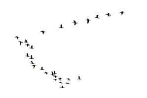 silhuett flock av fåglar flygande i en rad foto