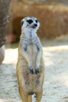 meerkat eller suricata suricatta stående foto