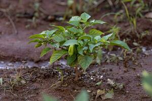 små peppar växt stående i jord foto