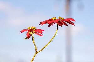 julstjärna blommande växt foto