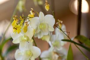 små blommande orkide växt foto