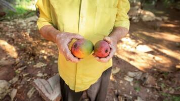 jordbrukare innehav två mango frukt foto