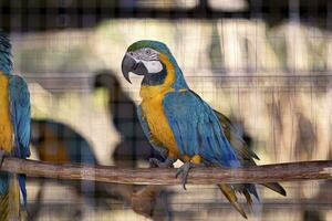 vuxen blå-och-gul ara räddade återhämtar sig för fri återinförande foto