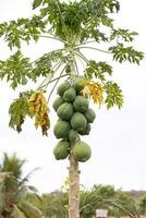 papayaträd med frukt foto