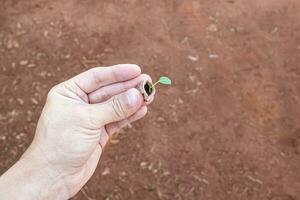 hand innehav en små växt fröplanta foto