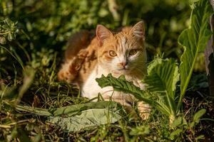 gul katt i en kål plantage foto