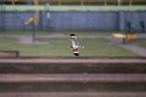 djur- nacunda natthök i flyga foto