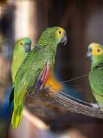 vuxen turkos frontad papegoja räddade återhämtar sig för fri återinförande foto