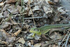 Västra grön ödla, lacerta bilineata foto