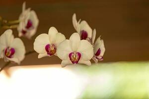 fjäril orkide blommande växt foto