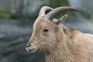 barbary får, ammotragus lervia foto