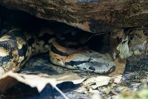 madagaskar jord boa, akrantophis madagascariensis foto