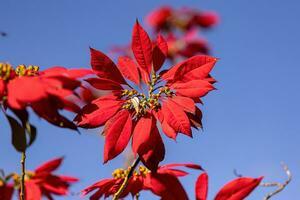 julstjärna blommande växt foto