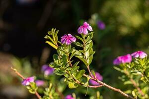 rosa madagaskar periwinkle blomma foto