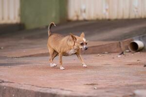 hund löpning på en trottoar foto