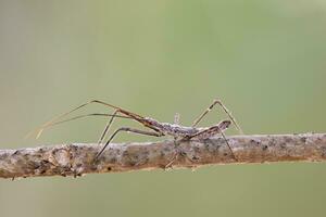 assassin bug nymf foto