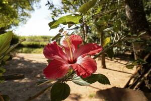 röd hibiskus blomma foto