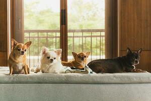 gorup av chihuahua hundar liggande på en soffa i på Hem. foto