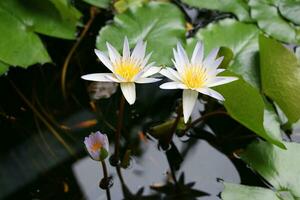 skön vit lotus blomma med grön blad i i blå damm foto