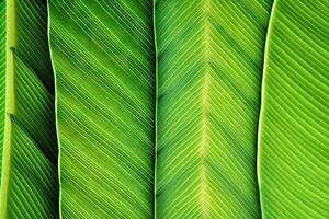 tropisk lövverk bakgrund med banan blad mönster foto