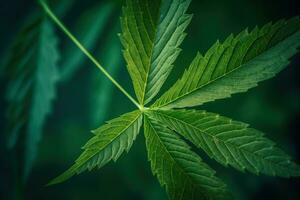 grön cannabis blad på vibrerande bakgrund för cbd och hampa Produkter foto