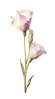 mjuk lila lisianthus samling i modern stil på vit bakgrund generativ ai foto