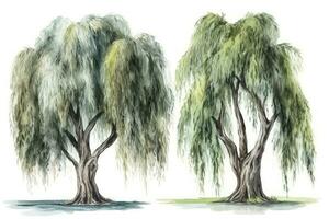 ritad för hand vattenfärg vide träd samling uppsättning av vide träd för en lugn skog generativ ai foto