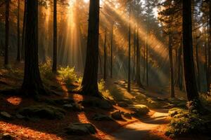 Foto av de höst berg skog, skog flod, mossiga stenar, Sol strålar tapet