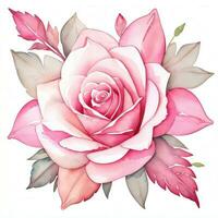 rosa vattenfärg ro ClipArt foto