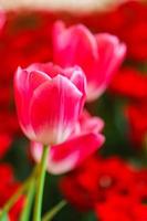 vackra röda tulpaner, blomma bakgrund
