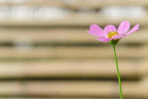 vacker kosmosblomma foto