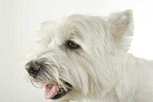 väst högland vit terrier porträtt i studio foto