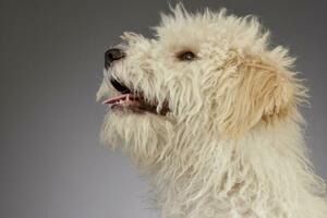 porträtt av en söt tibetan terrier valp foto