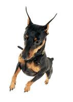 pinscher hoppa upp i en vit studio foto