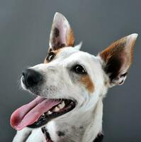 blandad ras Lycklig hund porträtt i grå bakgrund foto