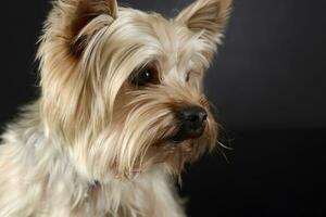 skön yorkshire terrier konstnärlig porträtt i studio foto