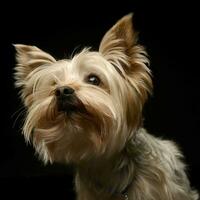 yorkshire terrier vakande något i de mörk bakgrund foto