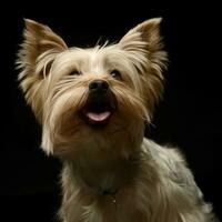 yorkshire terrier ser upp i en studio foto