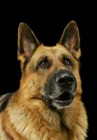 porträtt av ett förtjusande tysk herde hund foto