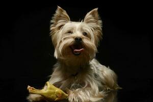 yorkshire terrier spelar med en leksak kyckling i studio foto