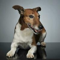 domkraft russell terrier liggande på de tabell i studio foto