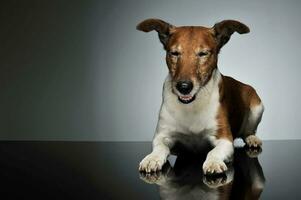 studio skott av ett förtjusande domkraft russell terrier foto