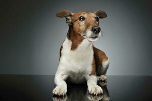 studio skott av ett förtjusande domkraft russell terrier foto