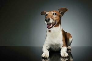 studio skott av ett förtjusande domkraft russell terrier foto