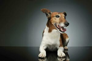 studio skott av ett förtjusande domkraft russell terrier foto