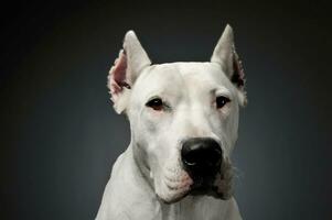 porträtt av ett förtjusande dogo argentino ser nyfiket på de kamera foto