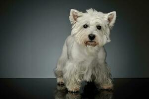 studio skott av ett förtjusande väst högland vit terrier westie foto